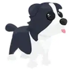 Border Collie GAG2 Grow a Garden 2